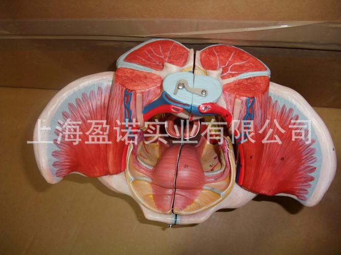 女性骨盆附生殖器官与血管教学模型 医学教育与临床培训的得力助手