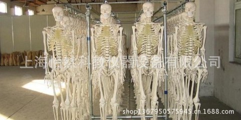 医药教学器材 85CM全身人体骨骼模型YR/A002——医学教育的理想之选