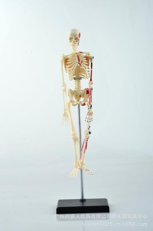 探索医学教育新维度 4D Master人体骨骼模型的革新应用